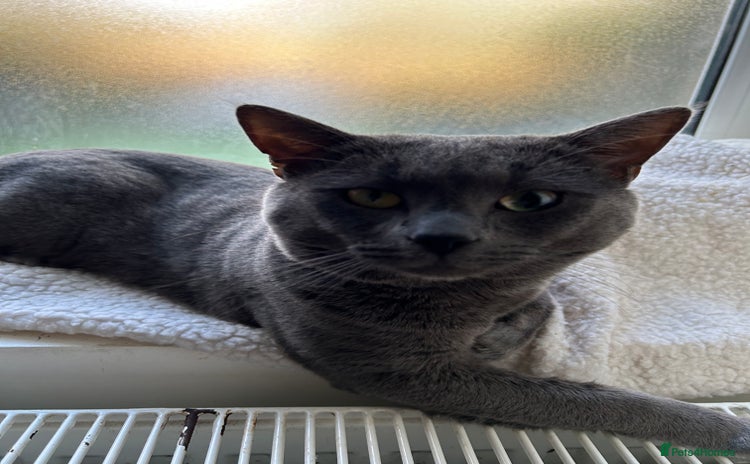 Russian Blue cats - Advert 13