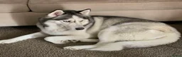 Shepsky dogs for sale: Siberian husky X German shepherd  - Advert 2