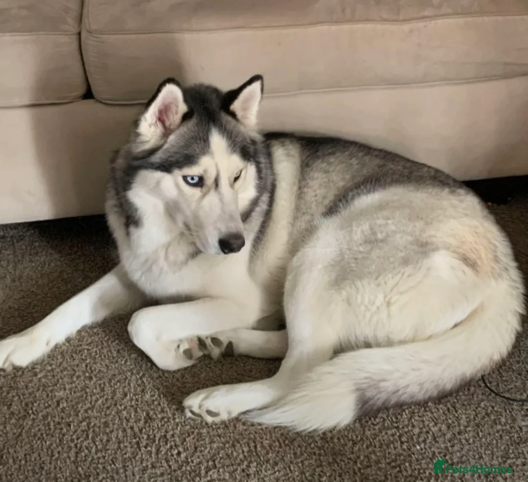 Shepsky dogs for sale: Siberian husky X German shepherd  - Advert 2