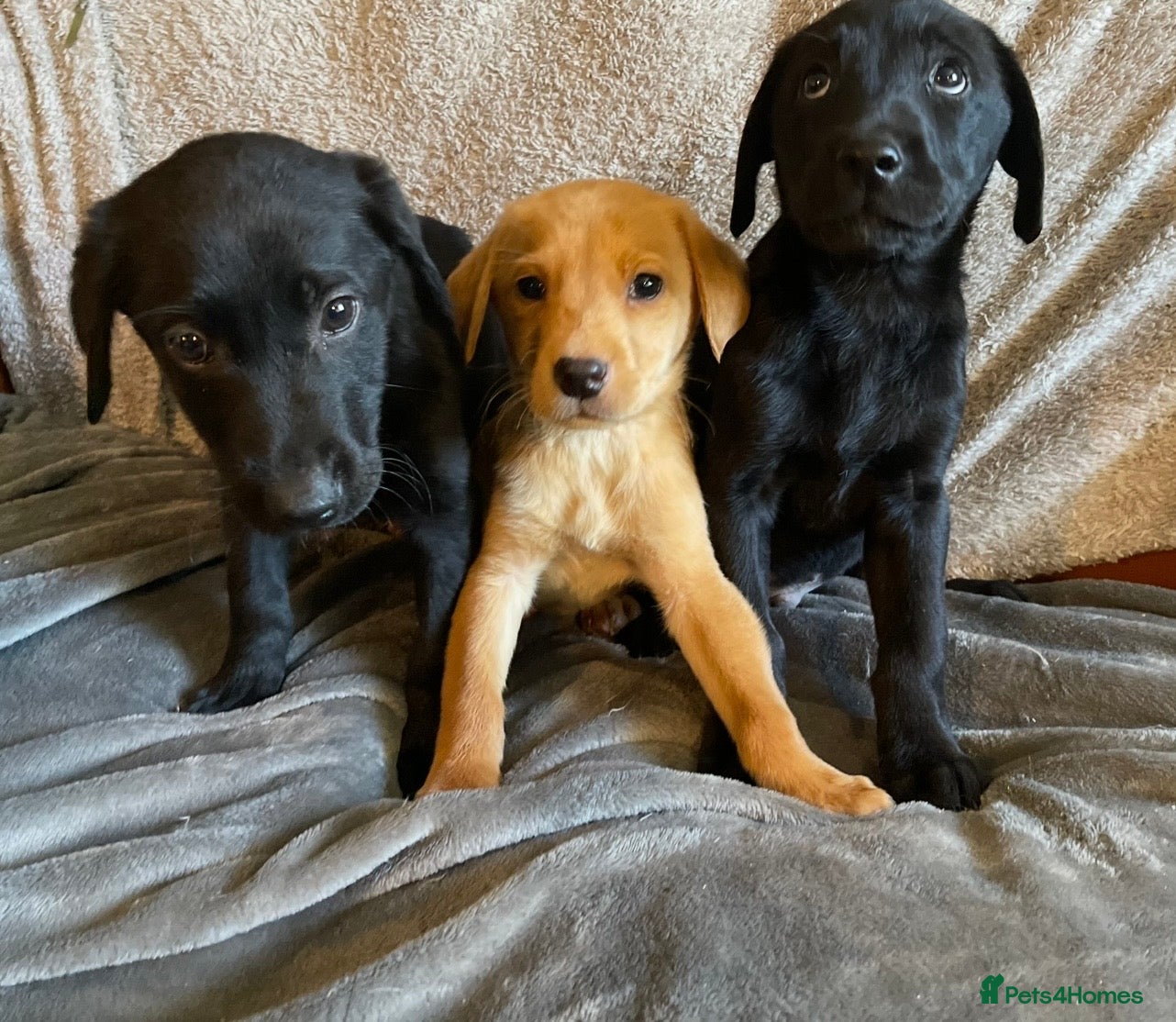 Labrador Retriever dogs Extensively health tested labrador puppies - Advert 15