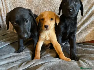 Labrador Retriever dogs Extensively health tested labrador puppies - Advert 15