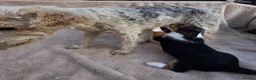 Mixed Breed dogs for sale: Fox terrier x wire haired jack Russel puppies - Advert 13
