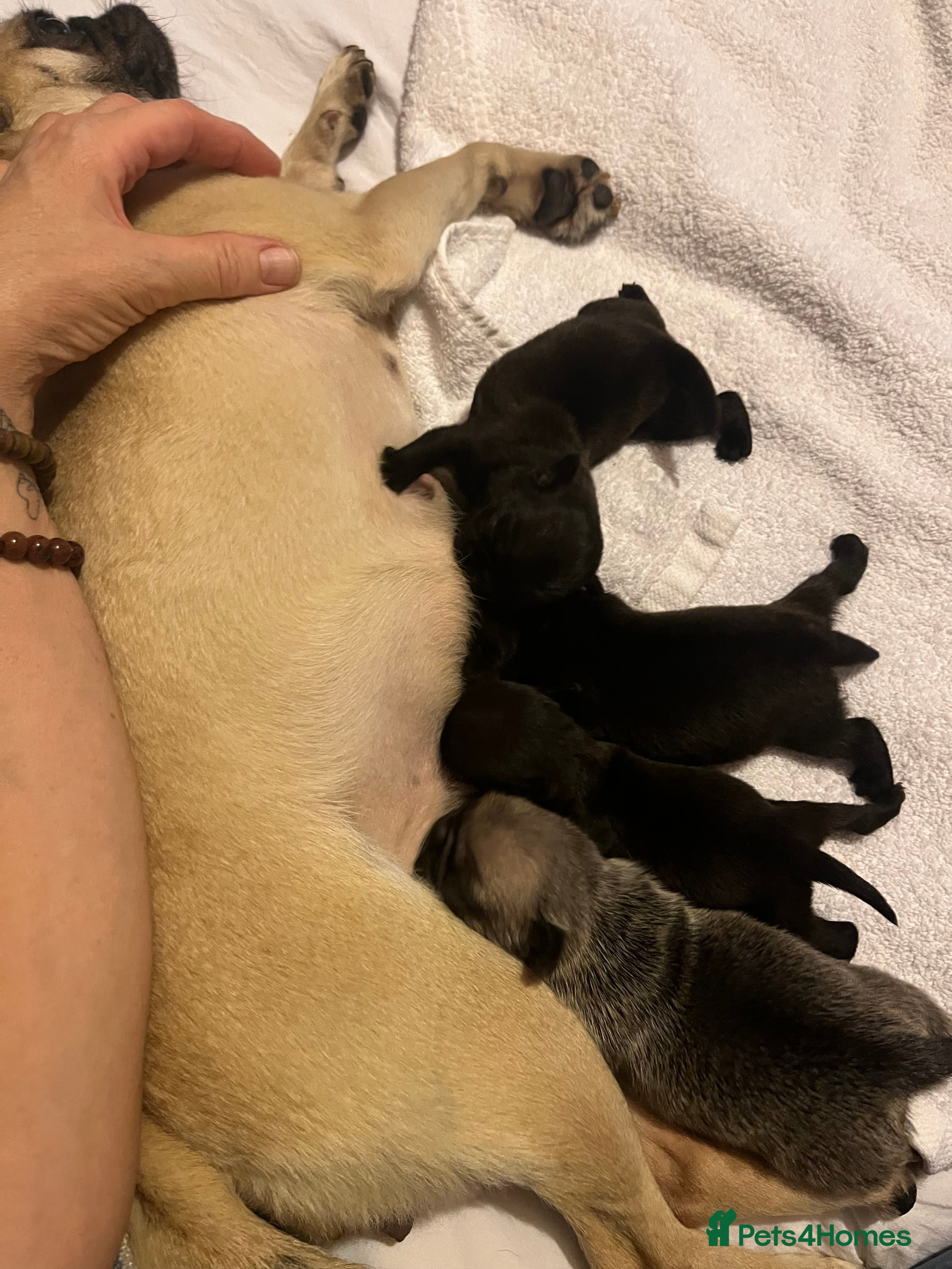 Pug dogs Perfect pocket pugs - Advert 1