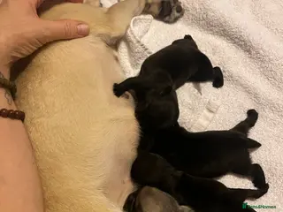 Pug dogs Perfect pocket pugs - Advert 1