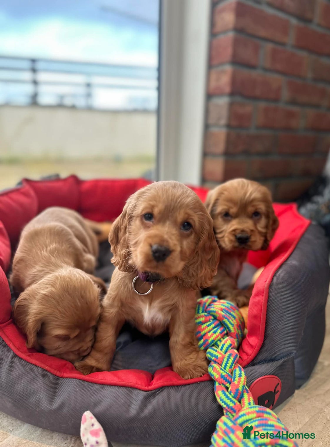 Cocker Spaniel dogs Our Stunning Cocker spaniels  - Advert 16