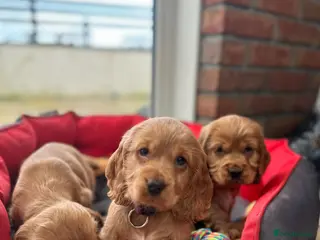 Cocker Spaniel dogs Our Stunning Cocker spaniels - Advert 10