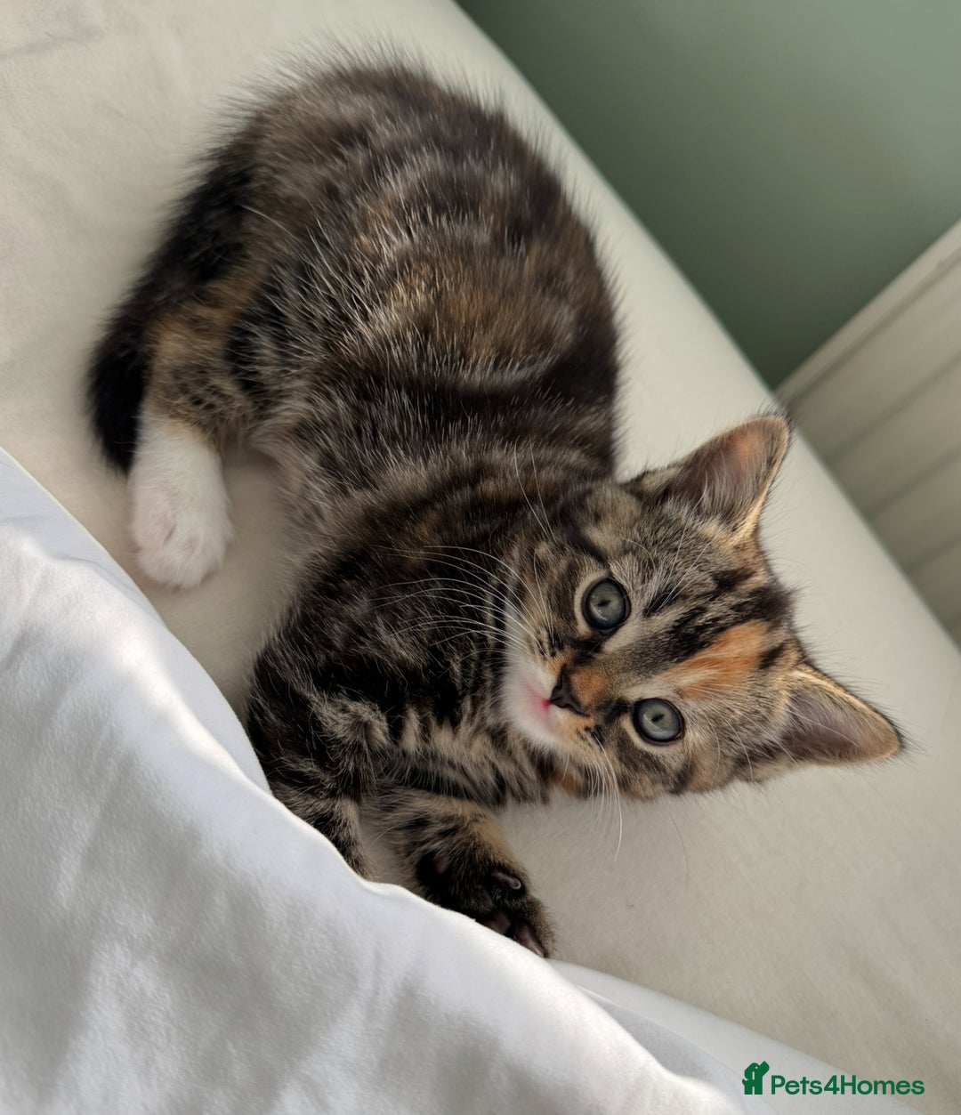 Turkish Angora cats for sale: Two Gorgeous Female Kittens  - Image 8