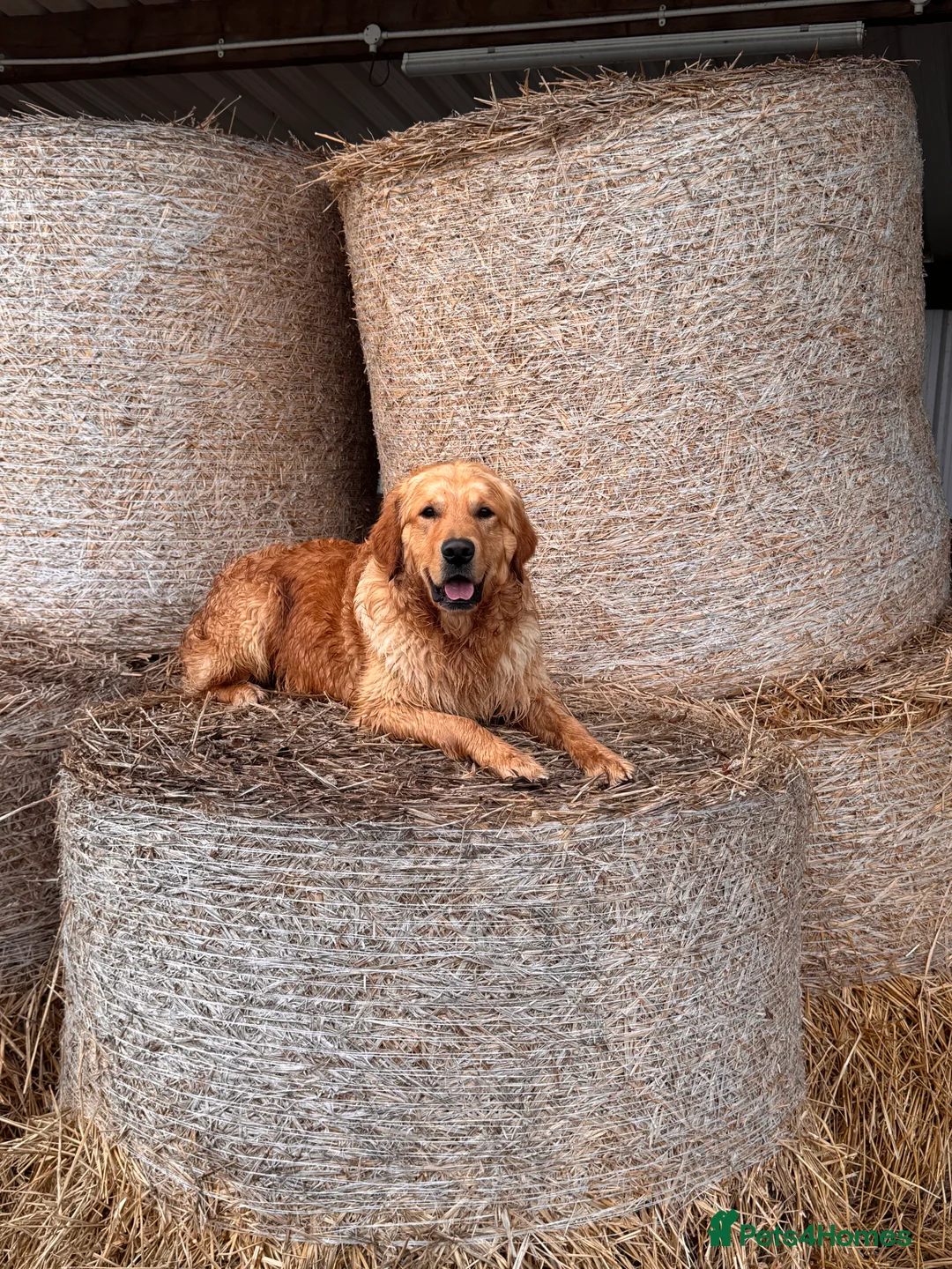 Golden Retriever dogs for sale: Golden Retriever puppies  - Advert 2