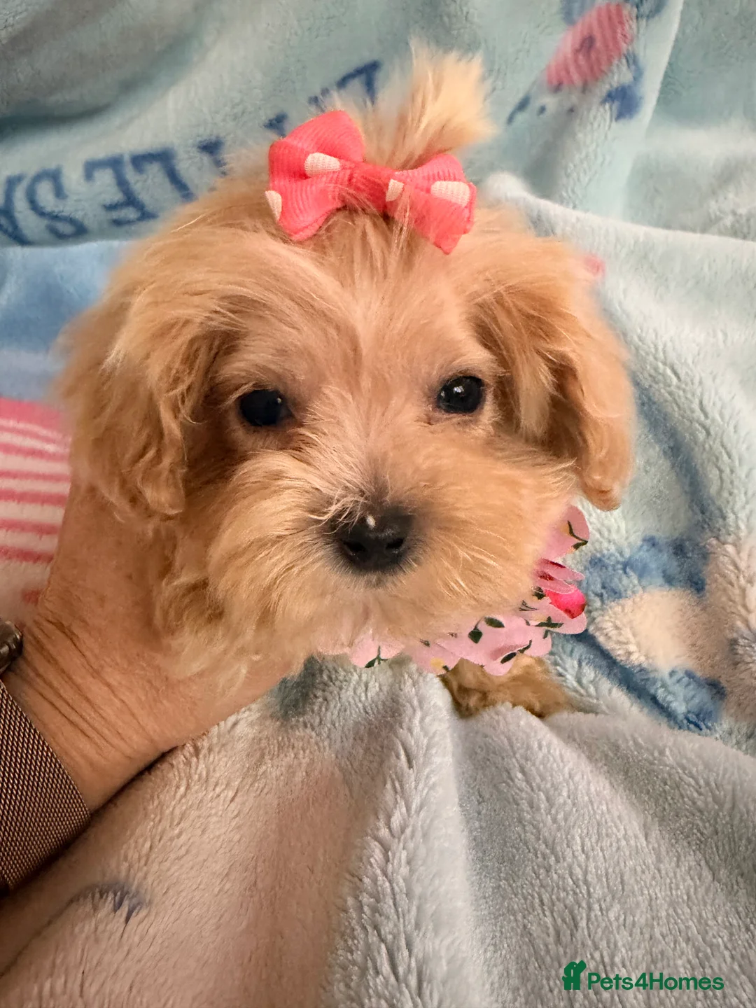Maltipoo dogs for sale:  F1 Maltipoo puppies  - Advert 8