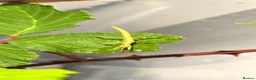Stick Insects invertebrates for sale: Green Bean Stick Insects – Diapherodes gigantea in Warwick - Advert 2
