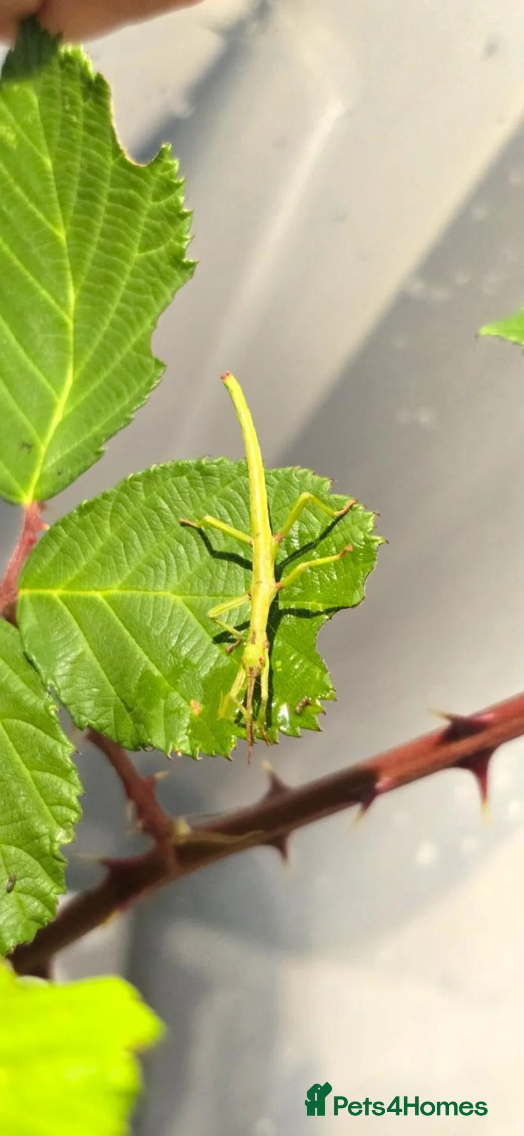 Stick Insects invertebrates for sale: Green Bean Stick Insects – Diapherodes gigantea in Warwick - Advert 2