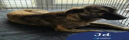 Mixed Breed dogs for adoption: Meet Jet, currently residing in Hull in Hull - Advert 1