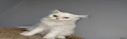 Persian cats for sale: Persian kittens for sale - blue eye beauty  - Advert 7