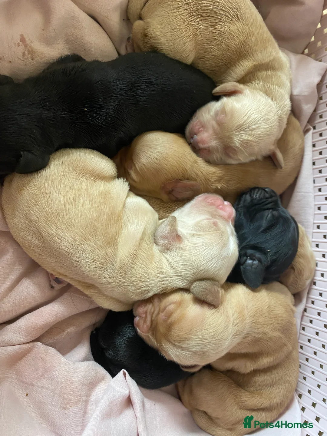 Cocker Spaniel dogs for stud: Stunning Deep Red Working Cocker Spaniel at Stud in Diss - Advert 6