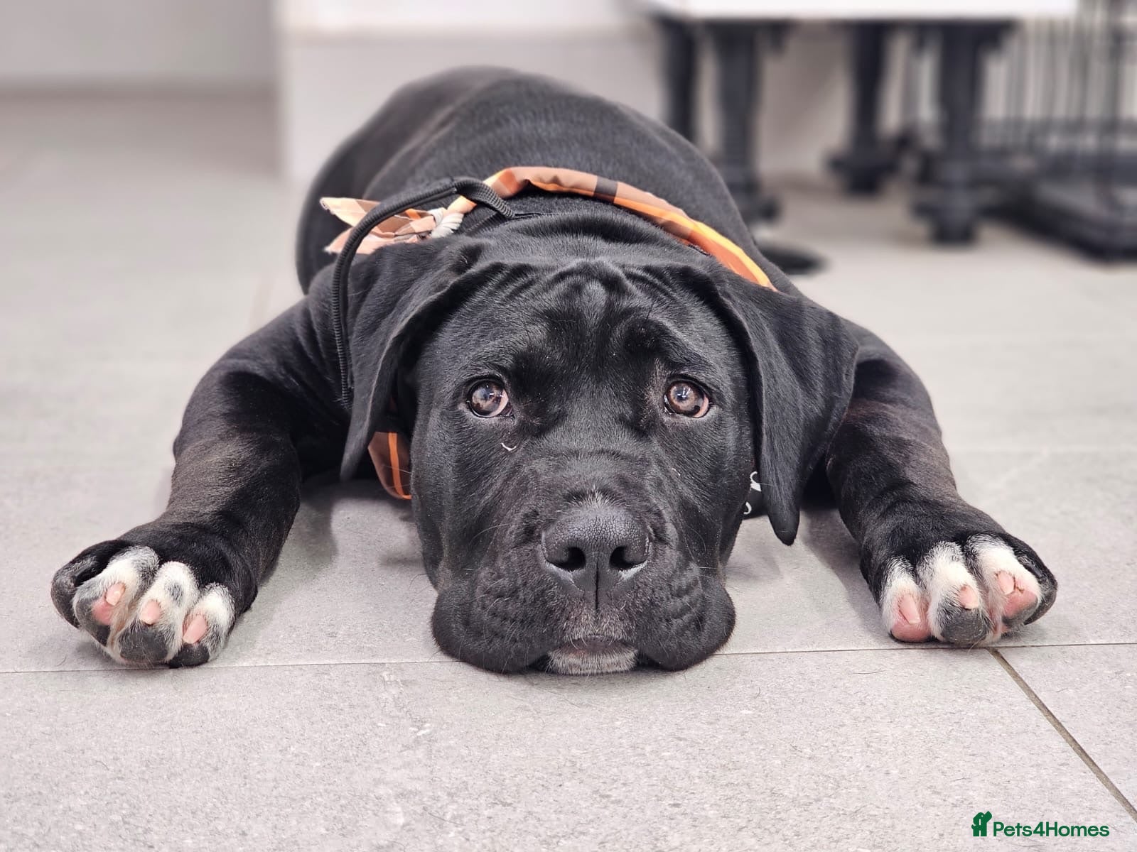 Cane Corso dogs 19Week old Cane Corso male Pup  - Advert 4