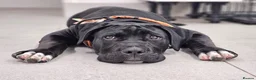Cane Corso dogs for sale: 19Week old Cane Corso male Pup  - Advert 1
