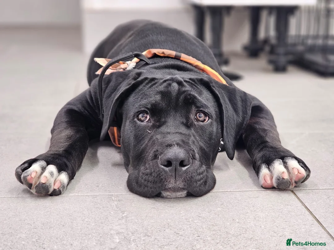 Cane Corso dogs for sale: 19Week old Cane Corso male Pup  - Advert 1