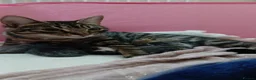 Bengal cats for sale: Beautiful Bengal Kittens  in Littlehampton - Advert 16