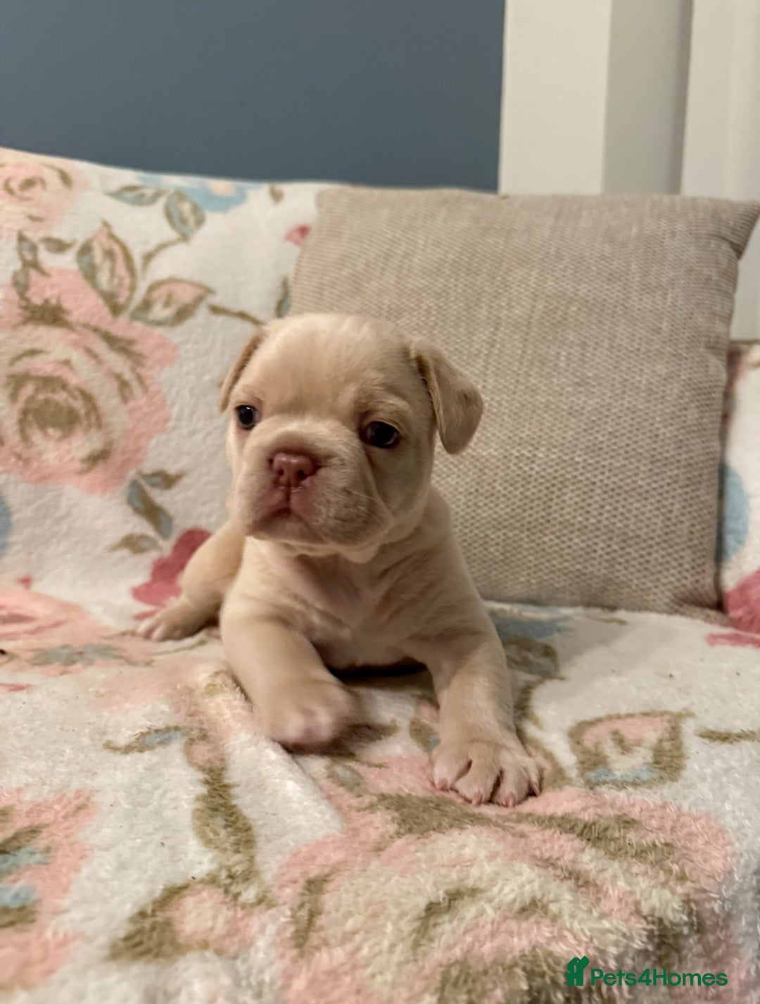 French Bulldog dogs for sale: Isabella  **  French bulldog puppy - Advert 3