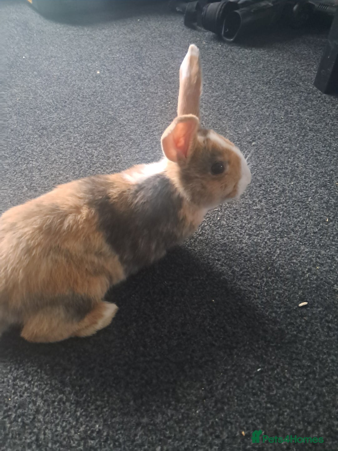 Mini Lop rabbits for sale: Baby lops(female) - Advert 3