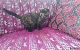Munchkin cats for sale: Munchkin x Scottish Fold - Image 2