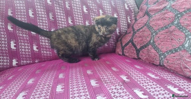 Munchkin cats - Advert 11