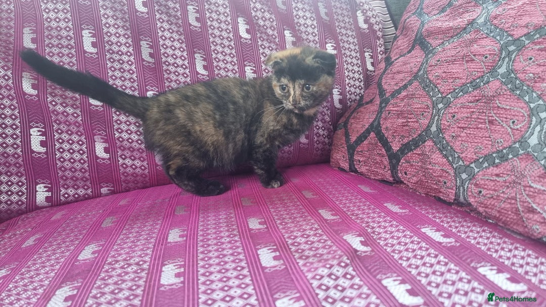 Munchkin cats for sale: Munchkin x Scottish Fold - Image 2