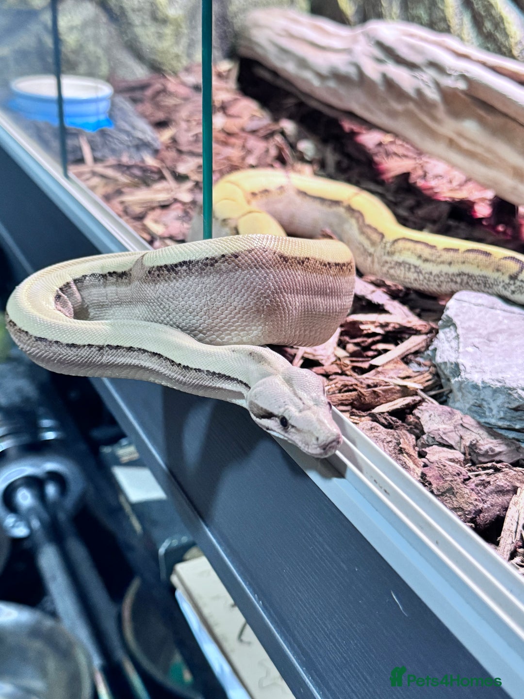 Boa Snake reptiles for sale: Super Albino Motley Boa Bwc - Image 9