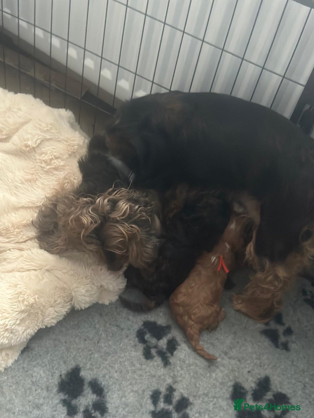 Cockapoo dogs for sale: Stunning F1 Cockerpoo Puppies  - Advert 14
