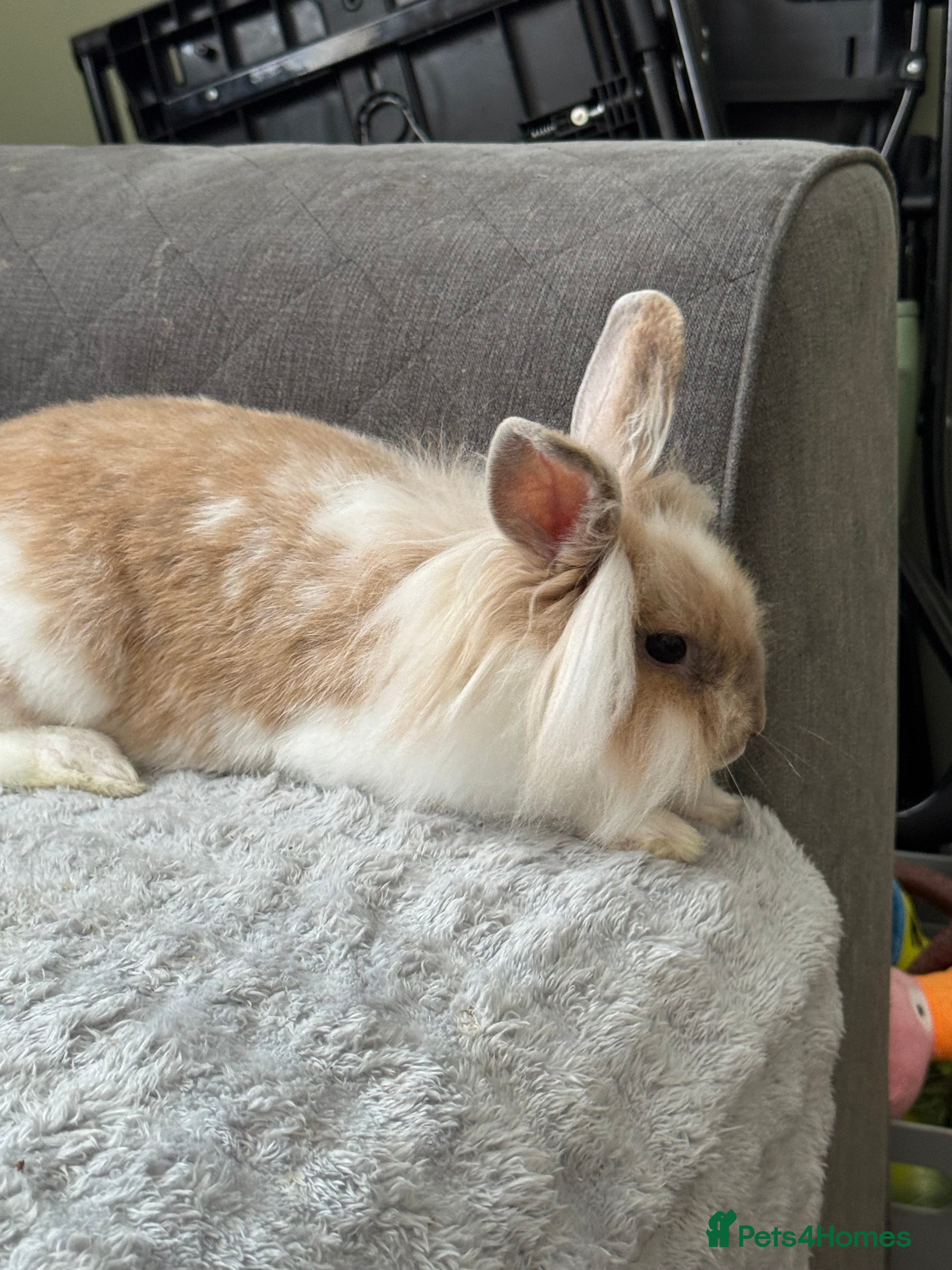 Dwarf Lop rabbits 10 month old dwarf x lion head rabbit  - Advert 12