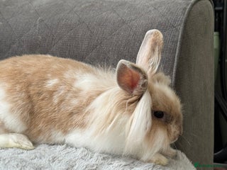Dwarf Lop rabbits 10 month old dwarf x lion head rabbit - Advert 4