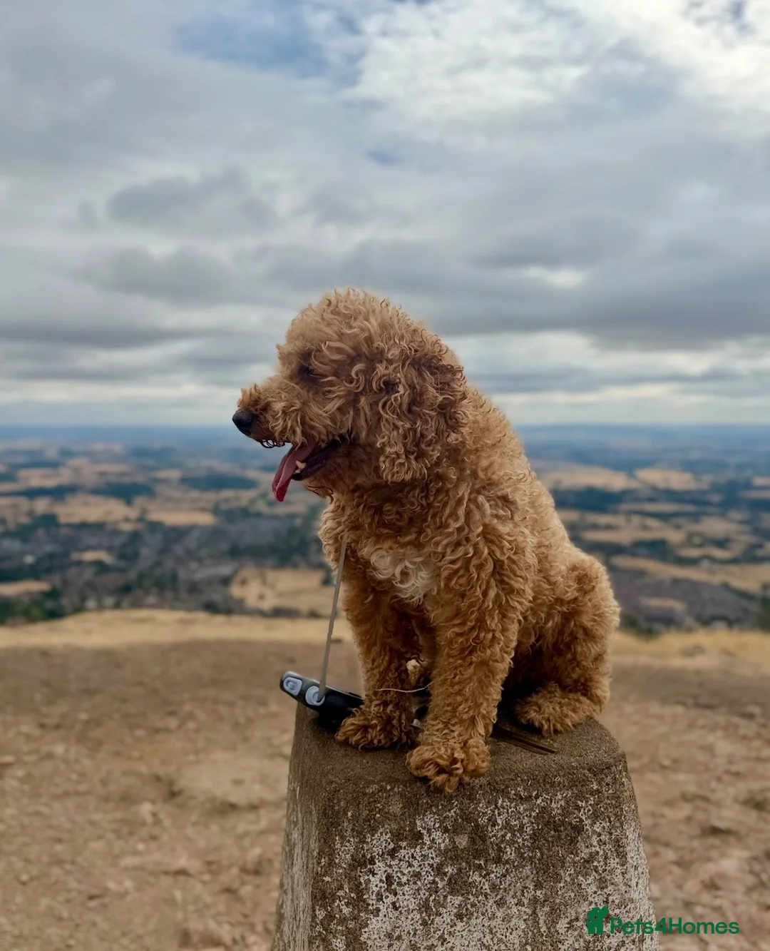 Cockapoo dogs for stud: Gizmo fo Stud - Worcester  in Worcester - Advert 2