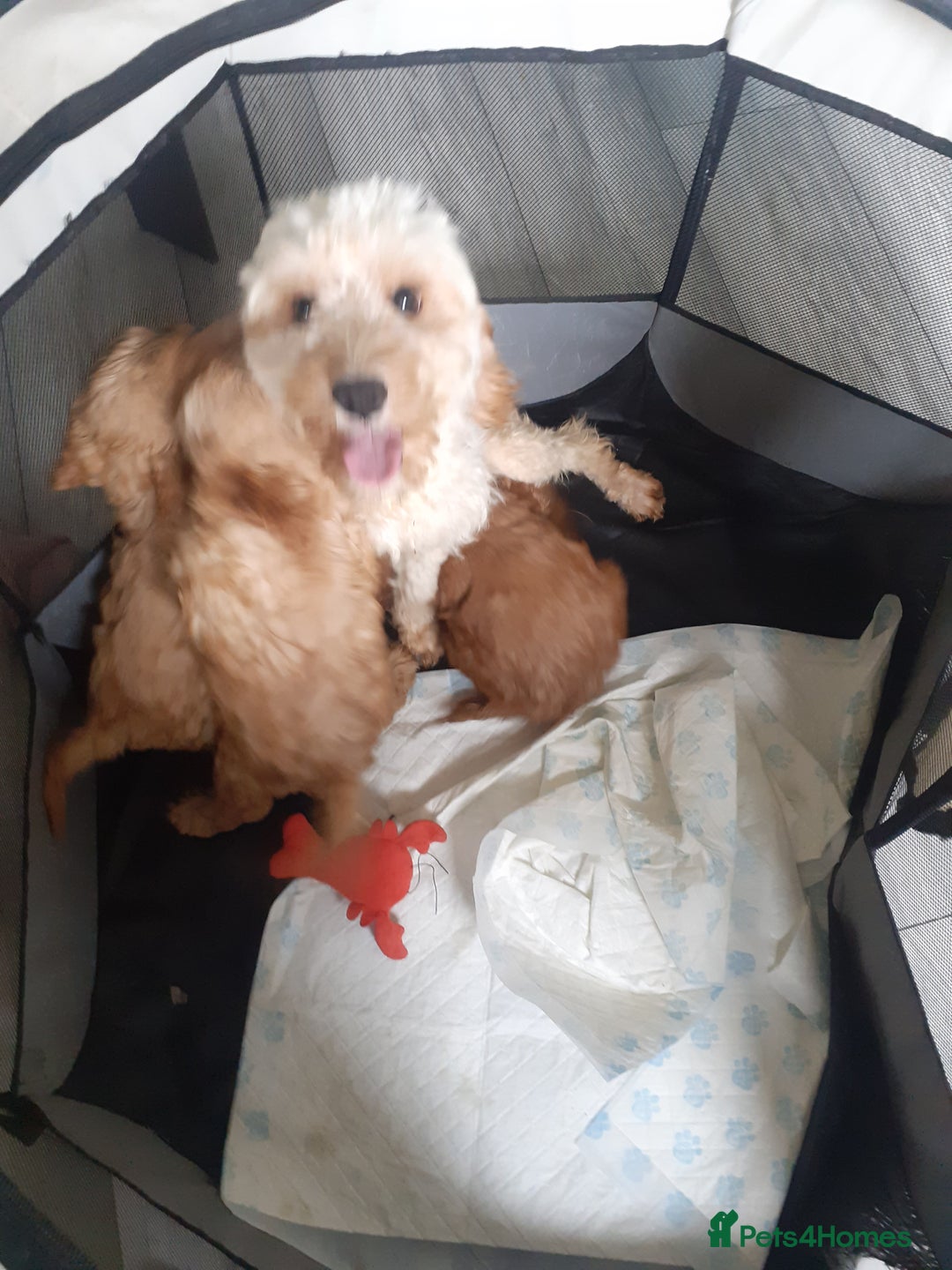 Cavapoo dogs for sale: Miniture F1 cavapoo pups  - Image 2