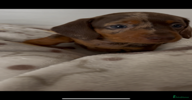 Miniature Dachshund dogs - Advert 3