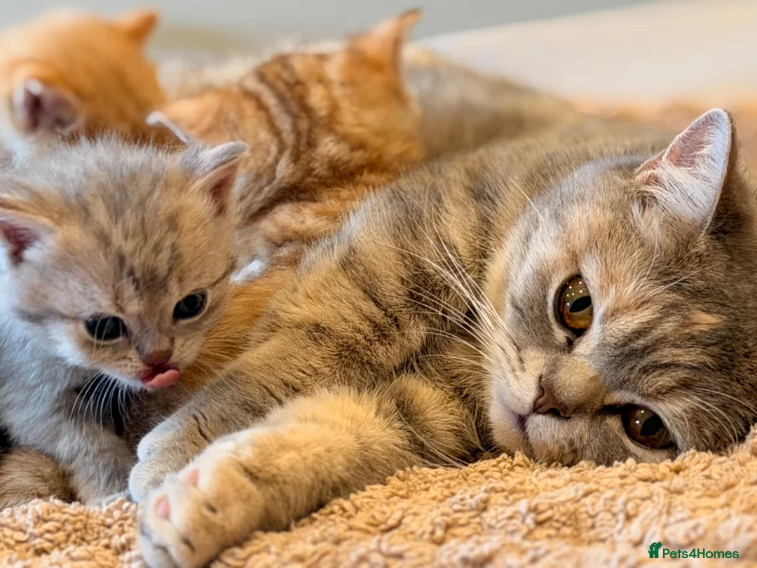 British Shorthair cats for sale: British short hair kittens - Advert 8