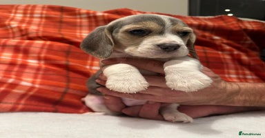 Beagle dogs KC Reg Beagle puppies (Blue) - Advert 11