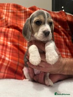Beagle dogs KC Reg Beagle puppies (Blue) - Advert 2