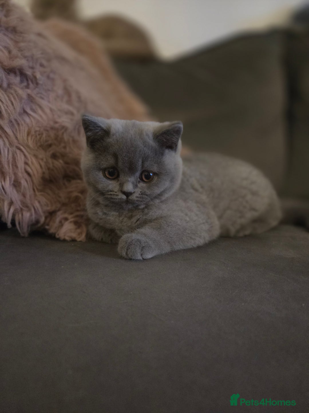 British Shorthair cats for sale: Gccf registered blue British shorthair boy left  - Advert 11