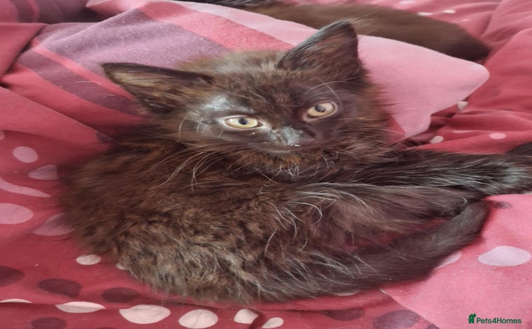 Mixed Breed cats - Advert 11