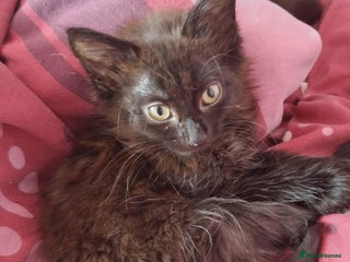 Mixed Breed cats - Advert 5
