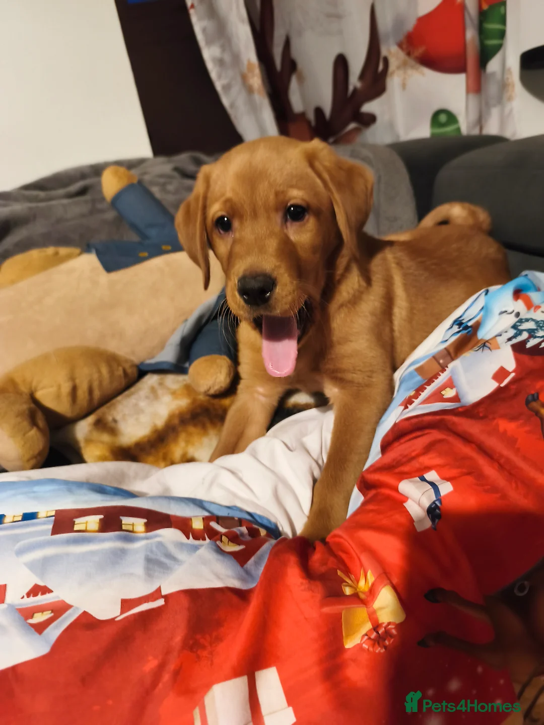 Labrador Retriever dogs for sale: Labrador Fox Red - Advert 4
