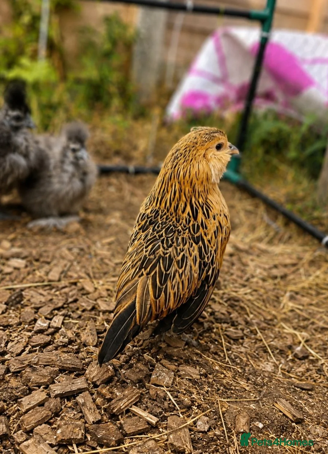 Chickens poultry for sale: Barbu D'anver Pullets - Advert 2
