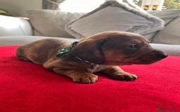 Dachshund dogs for sale: Beautiful Dachshund Puppies 🤩 - Image 2