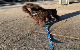 Cavapoo dogs for sale: 🐩 Stunning Chocolate KC Poodle – Lorde– 🐩 - Image 7