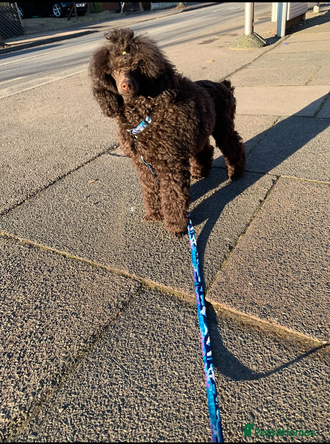Cavapoo dogs for sale: 🐩 Stunning Chocolate mini KC Poodle – Lorde– 🐩 - Advert 5