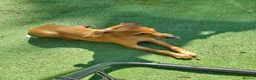 Italian Greyhound dogs for sale: Stunning kc Italian greyhounds  - Advert 12