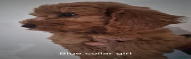 Cockapoo 2