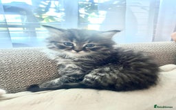 British Longhair cats for sale: British Longhair kittens mix - Advert 11