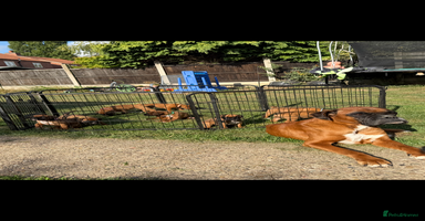 Boxer dogs - Advert 5