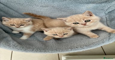 British Shorthair cats - Advert 13